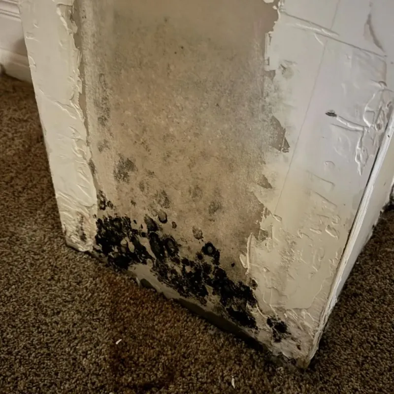 Professional Mold Removal in Fairview, CA